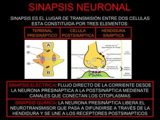 SINAPSIS NEURONAL SINAPSIS ES EL LUGAR DE TRANSMISIÓN ENTRE DOS CELULAS ESTA CONSTITUIDA POR TRES ELEMENTOS: TERMINAL PRESINÁPTICO CELULA POSTSINÁPTICA HENDIDURA SINÁPTICA SINAPSIS ELECTRICA : FLUJO DIRECTO DE LA CORRIENTE DESDE LA NEURONA PRESINÁPTICA A LA POSTSINÁPTICA MEDIENATE CANALES QUE CONECTAN LOS CITOPLASMAS SINAPSIS QUIMICA : LA NEURONA PRESINÁPTICA LIBERA EL NEUROTRANSMISOR QUE PASA A DIFUNDIRSE A TRAVÉS DE LA HENDIDURA Y SE UNE A LOS RECEPTORES POSTSINAPTICOS 