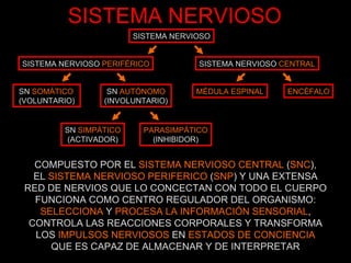 SISTEMA NERVIOSO COMPUESTO POR EL  SISTEMA NERVIOSO CENTRAL  ( SNC ), EL  SISTEMA NERVIOSO PERIFERICO  ( SNP ) Y UNA EXTENSA RED DE NERVIOS QUE LO CONCECTAN CON TODO EL CUERPO FUNCIONA COMO CENTRO REGULADOR DEL ORGANISMO: SELECCIONA  Y  PROCESA LA INFORMACIÓN SENSORIAL , CONTROLA LAS REACCIONES CORPORALES Y TRANSFORMA LOS  IMPULSOS NERVIOSOS  EN  ESTADOS DE CONCIENCIA QUE ES CAPAZ DE ALMACENAR Y DE INTERPRETAR SISTEMA NERVIOSO SISTEMA NERVIOSO  PERIFÉRICO SISTEMA NERVIOSO  CENTRAL SN  SOMÁTICO   (VOLUNTARIO)  SN  AUTÓNOMO (INVOLUNTARIO) MÉDULA ESPINAL ENCÉFALO SN  SIMPÁTICO (ACTIVADOR) PARASIMPÁTICO (INHIBIDOR) 