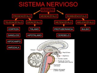 SISTEMA NERVIOSO ENCÉFALO PROSENCÉFALO MESENCÉFALO ROMBOÉNCEFALO TELEENCÉFALO DIENCÉFALO METENCÉFALO MIELENCÉFALO TÁLAMO HIPOTÁLAMO PROTUBERANCIA CEREBELO BULBO CORTEZA GANGLIOS HIPOCAMPO AMÍGDALA 