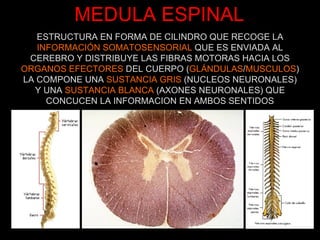 MEDULA ESPINAL ESTRUCTURA EN FORMA DE CILINDRO QUE RECOGE LA INFORMACIÓN SOMATOSENSORIAL  QUE ES ENVIADA AL CEREBRO Y DISTRIBUYE LAS FIBRAS MOTORAS HACIA LOS ORGANOS EFECTORES  DEL CUERPO ( GLÁNDULAS / MUSCULOS ) LA COMPONE UNA  SUSTANCIA GRIS  (NUCLEOS NEURONALES) Y UNA  SUSTANCIA BLANCA  (AXONES NEURONALES) QUE CONCUCEN LA INFORMACION EN AMBOS SENTIDOS 