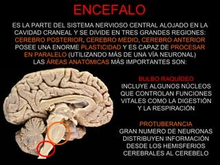 ENCEFALO ES LA PARTE DEL SISTEMA NERVIOSO CENTRAL ALOJADO EN LA CAVIDAD CRANEAL Y SE DIVIDE EN TRES GRANDES REGIONES: CEREBRO POSTERIOR ,  CEREBRO MEDIO ,  CEREBRO ANTERIOR POSEE UNA ENORME  PLASTICIDAD  Y ES CAPAZ DE  PROCESAR EN PARALELO  (UTILIZANDO MÁS DE UNA VÍA NEURONAL) LAS  ÁREAS ANATÓMICAS  MÁS IMPORTANTES SON: BULBO RAQUÍDEO INCLUYE ALGUNOS NÚCLEOS QUE CONTROLAN FUNCIONES VITALES COMO LA DIGESTIÓN Y LA RESPIRACIÓN PROTUBERANCIA GRAN NUMERO DE NEURONAS DISTRIBUYEN INFORMACIÓN DESDE LOS HEMISFERIOS CEREBRALES AL CEREBELO 