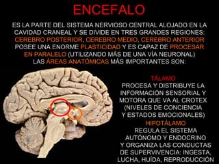 ENCEFALO TÁLAMO PROCESA Y DISTRIBUYE LA INFORMACIÓN SENSORIAL Y MOTORA QUE VA AL CROTEX (NIVELES DE CONCIENCIA Y ESTADOS EMOCIONALES) HIPOTÁLAMO REGULA EL SISTEMA AUTÓNOMO Y ENDOCRINO Y ORGANIZA LAS CONDUCTAS DE SUPERVIVENCIA: INGESTA, LUCHA, HUÍDA, REPRODUCCIÓN ES LA PARTE DEL SISTEMA NERVIOSO CENTRAL ALOJADO EN LA CAVIDAD CRANEAL Y SE DIVIDE EN TRES GRANDES REGIONES: CEREBRO POSTERIOR ,  CEREBRO MEDIO ,  CEREBRO ANTERIOR POSEE UNA ENORME  PLASTICIDAD  Y ES CAPAZ DE  PROCESAR EN PARALELO  (UTILIZANDO MÁS DE UNA VÍA NEURONAL) LAS  ÁREAS ANATÓMICAS  MÁS IMPORTANTES SON: 