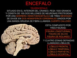ENCEFALO TELEENCÉFALO SITUADO EN EL INTERIOR DEL CRANEO, PESA 1500 GRAMOS Y CONSTA DE 100.OOO MILLONES DE NEURONAS PROTEGIDAS POR UNA  BARRERA HEMATOENCEFÁLICA  DE TRES  MENINGES SE DIVIDE EN  DOS HEMISFERIOS CEREBRALES  UNIDOS POR UNA BANDA GRUESA DE FIBRA LLAMADA  CUERPO CALLOSO ESTA COMPUESTO POR TRES FISURAS: FISURA LONGITUDINAL FISURA DE SILVIO FISURA DE ROLANDO LÓBULO FRONTAL LÓBULO TEMPORAL LÓBULO PARTIETAL LÓBULO OCCIPITAL Y CUATRO ZONAS DEFINIDAS LLAMADAS LÓBULOS: 