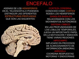 ENCEFALO CORTEZA CEREBRAL CONOCIDO COMO  CORTEX RODEA LOS HEMISFERIOS GANGLIOS BASALES RELACIONADOS CON LOS MOVIMIENTOS AUTÓNOMOS SISTEMA LÍMBICO EN LAS PROFUNDIDADES DE LOS LOBULOS TEMPORALES, JUEGA UN IMPORTANTE PAPEL EN LA MOTIVACIÓN Y EMOCIÓN TIENE VARIAS REGIONES: HIPOCAMPO IMPLICADO EN PROCESOS DE ALMACENAMIENTO DE INFORMACIÓN (MEMORIA) AMÍGDALA COORDINA RESPUESTAS MOTORAS Y ENDOCRINAS ADEMÁS DE LOS  HEMISFERIOS EN EL TELEENCÉFALO PODEMOS DISTINGUIR LAS DIFERENTES ESTRUCTURAS PROFUNDAS QUE SON LAS SIGUIENTES: 