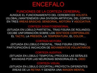 ENCEFALO FUNCIONES DE LA CORTEZA CEREBRAL AUNQUE EL FUNCIONAMIENTO DEL CEREBRO ES  HOLISTA (GLOBAL) MANTENEMOS UNA DIVISION ARTIFICIAL DEL CORTEX EN TRES  ÁREAS BÁSICAS :  SENSORIAL ,  MOTORA  Y  ASOCIATIVA CORTEZA SOMATOSENSORIAL (SITUADA EN LOBULO PARTIETAL, TRAS FISURA DE ROLANDO) CECIBE UNFORMACIÓN SOBRE LOS  SENTIDOS CORPORALES : EL  TACTO , LA  PRESIÓN , LA  TEMPERATURA , EL  DOLOR … CORTEZA MOTORA (SITUADA EN LOBULO FRONTAL, TRAS FISURA CENTRAL) PARTICIPACIÓN E INICIACIÓN DE  MOVIMIENTOS VOLUNTARIOS CORTEZA AUDITIVA (SITUADA EN LOBULO TEMPOTAL) PROCESA LAS SEÑALES ENVIADAS POR LAS NEURONAS SENSORIALES AL  OÍDO CORTEZA VISUAL (SITUADA EN LOBULO OCCIPITAL) PROYECTA DIFERENTES ÁREAS DE LA  RETINA  Y GENERA UNA  IMAGEN MENTAL 