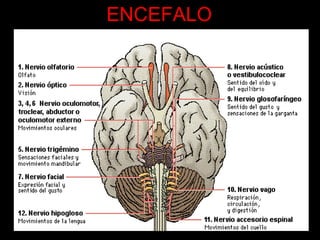 ENCEFALO 