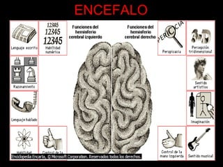 ENCEFALO 