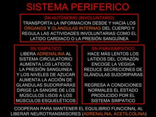 SISTEMA PERIFERICO SN AUTÓNOMO (INVOLUNTARIO) TRANSPORTA LA INFORMACION DESDE Y HACIA LOS ÓRGANOS  Y  GLÁNDULAS INTERNAS  DEL CUERPO Y REGULA LAS ACTIVIDADES INVOLUNTARIAS COMO EL LATIDO CARDIACO O LA PRESIÓN SANGUÍNEA SN SIMPATICO LIBERA  ADRENALINA  AL SISTEMA CIRCULATORIO AUMENTA LOS LATIDOS, LA PRESIÓN SANGUINEA Y LOS NIVELES DE AZUCAR AUMENTA LA ACCIÓN DE GLANDULAS SUDORIPARAS DIRIGE LA SANGRE DE LOS MÚSCULOS LISOS A LOS MÚSCULOS ESQUELÉTICOS SN PARASIMPATICO HACE MÁS LENTOS LOS LATIDOS DEL CORAZÓN ENCOGE LA VEGIGA REDUCE SECRECIONES DE GLÁNDULAS SUDORIPARAS REGRESA A CONDICIONES NORMALES EL ESTADO PRODUCIDO POR EL SISTEMA SIMPATICO COOPERAN PARA MANTENER EL EQUILIBRIO FUNCIONAL AL LIBERAR NEUROTRANSMISORES ( ADRENALINA ,  ACETILCOLINA ) 