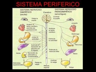 SISTEMA PERIFERICO 