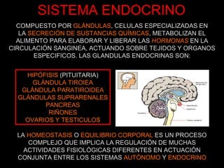 SISTEMA ENDOCRINO LA  HOMEOSTASIS  O  EQUILIBRIO CORPORAL  ES UN PROCESO COMPLEJO QUE IMPLICA LA REGULACIÓN DE MUCHAS ACTIVIDADES FISIOLÓGICAS DIFERENTES EN ACTUACIÓN CONJUNTA ENTRE LOS SISTEMAS  AUTÓNOMO  Y  ENDOCRINO COMPUESTO POR  GLÁNDULAS , CELULAS ESPECIALIZADAS EN LA  SECRECIÓN DE SUSTANCIAS QUÍMICAS , METABOLIZAN EL ALIMENTO PARA ELABORAR Y LIBERAR LAS  HORMONAS  EN LA CIRCULACIÓN SANGINEA, ACTUANDO SOBRE TEJIDOS Y ORGANOS ESPECIFICOS. LAS GLANDULAS ENDOCRINAS SON: HIPÓFISIS  (PITUITARIA) GLÁNDULA TIROIEA GLÁNDULA PARATIROIDEA GLÁNDULAS SUPRARENALES PANCREAS RIÑONES OVARIOS Y TESTICULOS 