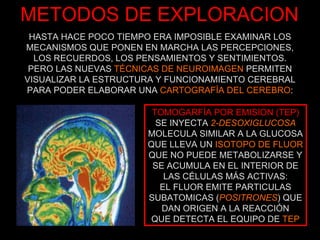 METODOS DE EXPLORACION TOMOGARFÍA POR EMISION (TEP) SE INYECTA  2-DESOXIGLUCOSA MOLECULA SIMILAR A LA GLUCOSA QUE LLEVA UN  ISOTOPO DE FLUOR QUE NO PUEDE METABOLIZARSE Y SE ACUMULA EN EL INTERIOR DE LAS CÉLULAS MÁS ACTIVAS: EL FLUOR EMITE PARTICULAS SUBATOMICAS ( POSITRONES ) QUE DAN ORIGEN A LA REACCIÓN QUE DETECTA EL EQUIPO DE  TEP HASTA HACE POCO TIEMPO ERA IMPOSIBLE EXAMINAR LOS MECANISMOS QUE PONEN EN MARCHA LAS PERCEPCIONES, LOS RECUERDOS, LOS PENSAMIENTOS Y SENTIMIENTOS. PERO LAS NUEVAS  TÉCNICAS DE NEUROIMAGEN  PERMITEN VISUALIZAR LA ESTRUCTURA Y FUNCIONAMIENTO CEREBRAL PARA PODER ELABORAR UNA  CARTOGRAFÍA DEL CEREBRO : 