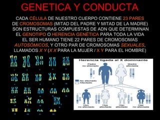 GENETICA Y CONDUCTA CADA  CÉLULA  DE NUESTRO CUERPO CONTIENE  23 PARES DE  CROMOSOMAS  (MITAD DEL PADRE Y MITAD DE LA MADRE) SON ESTRUCTURAS COMPUESTAS DE ADN QUE DETERMINAN EL  GENOTIPO  O  HERENCIA GENÉTICA  PARA TODA LA VIDA EL SER HUMANO TIENE 22 PARES DE CROMOSOMAS AUTOSÓMICOS , Y OTRO PAR DE CROMOSOMAS  SEXUALES , LLAMADOS  X Y  ( X X  PARA LA MUJER /  X Y  PARA EL HOMBRE) 