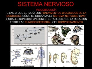 SISTEMA NERVIOSO PSICOBIOLOGÍA CIENCIA QUE ESTUDIA LOS  FUNDAMENTOS BIOLÓGICOS DE LA CONDUCTA , CÓMO SE ORGANIZA EL  SISTEMA NERVIOSO  ( SNC ) Y CUÁLES SON SUS FUNCIONES, ESTABLECIENDO LA RELACIÓN ENTRE LAS  FUNCIÓN CEREBRAL  Y EL  COMPORTAMIENTO 