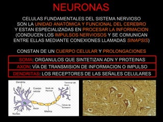 NEURONAS CELULAS FUNDAMENTALES DEL SISTEMA NERVIOSO SON LA  UNIDAD ANATÓMICA Y FUNCIONAL DEL CEREBRO Y ESTAN ESPECIALIZADAS EN  PROCESAR LA INFORMACION (CONDUCEN LOS  IMPULSOS NERVIOSOS  Y SE COMUNICAN ENTRE ELLAS MEDIANTE CONEXIONES LLAMADAS  SINAPSIS ) CONSTAN DE UN  CUERPO CELULAR  Y  PROLONGACIONES SOMA : ORGANULOS QUE SINTETIZAN ADN Y PROTEINAS AXON : VÍA DE TRANSMISION DE INFORMACION O IMPULSO DENDRITAS : LOS RECEPTORES DE LAS SEÑALES CELULARES 