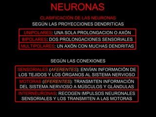 NEURONAS CLASIFICACIÓN DE LAS NEURONAS SEGÚN LAS PROYECCIONES DENDRITICAS SEGÚN LAS CONEXIONES UNIPOLARES : UNA SOLA PROLONGACION O AXÓN BIPOLARES : DOS PROLONGACIONES SENSORIALES MULTIPOLARES : UN AXÓN CON MUCHAS DENDRITAS SENSORIALES   ( AFERENTES ): ENVÍAN INFORMACIÓN DE LOS TEJIDOS Y LOS ÓRGANOS AL SISTEMA NERVIOSO MOTORAS   ( EFERENTES ): TRANSMITEN INFORMACIÓN DEL SISTEMA NERVIOSO A MÚSCULOS Y GLÁNDULAS INTERNEURONAS : RECOGEN IMPULSOS NEURONALES SENSORIALES Y LOS TRANSMITEN A LAS MOTORAS 