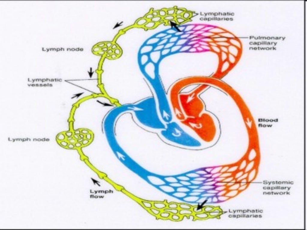 Sistema Linfático Imágenes Sistema Linfático Imágenes