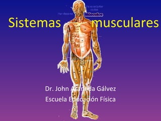 Sistemas  musculares Dr. John Araneda Gálvez Escuela Educación Física 