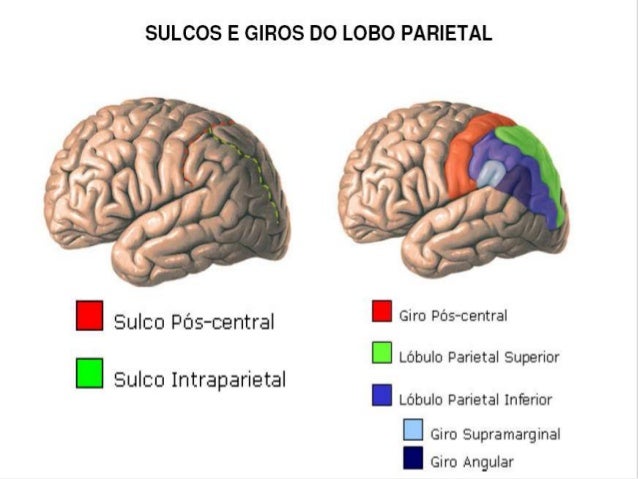 SISTEMA NERVOSO CENTRAL