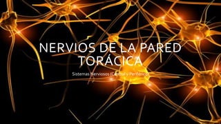 NERVIOS DE LA PARED
TORÁCICA
Sistemas Nerviosos (Central y Periférico)
 