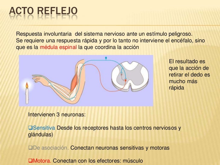 Sistemas nervioso y endocrino