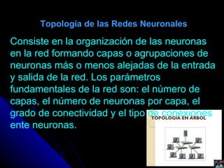 Topología de las Redes Neuronales Consiste en la organización de las neuronas en la red formando capas o agrupaciones de neuronas más o menos alejadas de la entrada y salida de la red. Los parámetros fundamentales de la red son: el número de capas, el número de neuronas por capa, el grado de conectividad y el tipo de conexiones ente neuronas. 