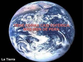 TIENE FORMA CASI ESFÉRICA, MÁS BIEN DE PERA. 
