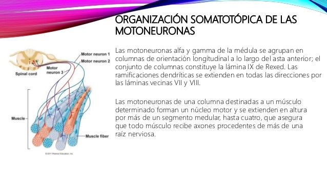 Motoneurona alfa y gamma pdf writer