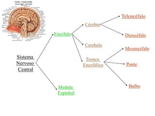 ENFOQUE SISTÊMICODEFINIÇÃO:é um conjunto de “partes”  coordenadas para realizar     determinados objetivos.CARACTERÍSTICAS:O sistema é formado por componentes que interagem,Todo sistema precisa de um nível de coordenação,A otimização das partes não resulta necessariamente na otimização do todo,Sistemas interagem continuamente com o ambiente,Todo o sistema deve administrar sua permeabilidade de fronteira,Um sistema exige constante aporte de energia.