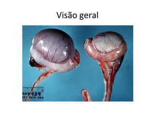 Visão geral
 