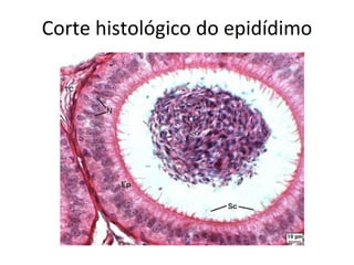 Corte histológico do epidídimo
 