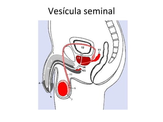 Vesícula seminal
 