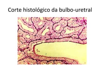 Corte histológico da bulbo-uretral
 