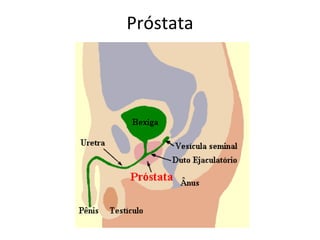 Próstata
 
