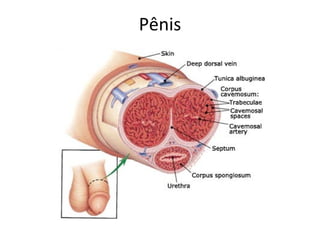 Pênis
 