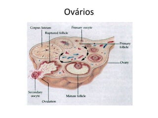 Ovários
 