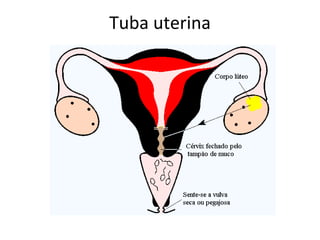 Tuba uterina
 