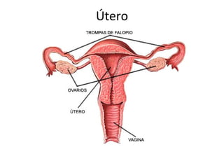 Útero
 
