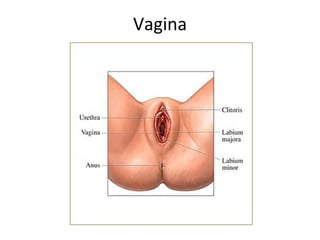 Vagina
 