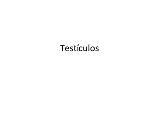 Testículos
 