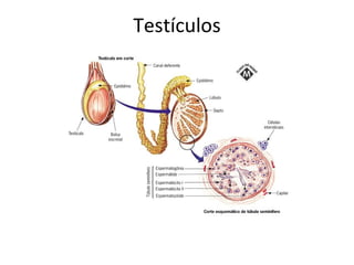 Testículos
 