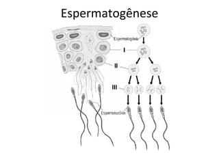 Espermatogênese
 