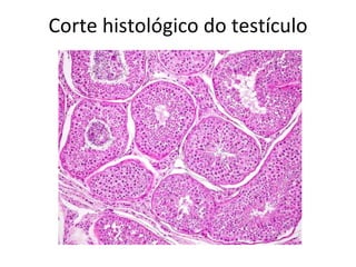 Corte histológico do testículo
 