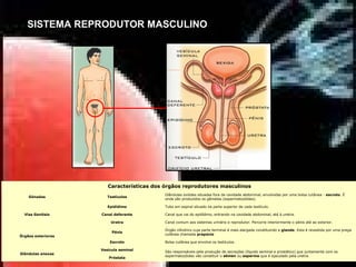  
Características dos órgãos reprodutores masculinos
Gónadas Testículos
Glândulas ovóides situadas fora da cavidade abdominal, envolvidas por uma bolsa cutânea - escroto. É
onde são produzidos os gâmetas (espermatozóides).
 
Vias Genitais
 
Epidídimo Tubo em espiral situado na parte superior de cada testículo.
Canal deferente Canal que vai do epidídimo, entrando na cavidade abdominal, até à uretra.
Uretra Canal comum aos sistemas urinário e reprodutor. Percorre interiormente o pénis até ao exterior.
Órgãos exteriores
Pénis
Órgão cilíndrico cuja parte terminal é mais alargada constituindo a glande. Esta é revestida por uma prega
cutânea chamada prepúcio
Escroto Bolsa cutânea que envolve os testículos.
Glândulas anexas
Vesícula seminal
São responsáveis pela produção de secreções (líquido seminal e prostático) que juntamente com os
espermatozóides vão constituir o sémen ou esperma que é ejaculado pela uretra.
Próstata
SISTEMA REPRODUTOR MASCULINO
 