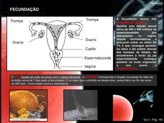 A fecundação ocorre nas
trompas de falópio.
Durante uma relação sexual
cerca de 300 a 400 milhões de
espermatozóides são
depositados na vagina.
Depois movimentam-se e
procuram entrar no útero. Só
1% é que consegue penetrar
no útero e daí sobem através
das trompas de falópio. Se
encontrarem o óvulo só um
espermatozóide consegue
penetrar no óvulo originando
o ovo, ocorre a
FECUNDAÇÃO.
O OVO resulta da união do óvulo com o espermatozóide . A NIDAÇÃO corresponde à fixação na parede do útero do 
embrião cerca de 7 dias após a fecundação. É no útero que o embrião se desenvolve  passa feto e ao fim de cerca 
de 280 dias , nove meses ocorre o nascimento.
FECUNDAÇÃO
Exc.1, Pág. 161
 