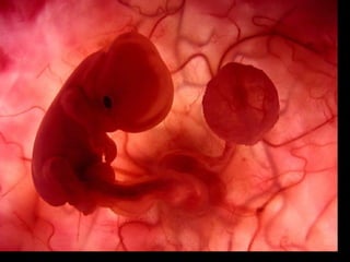 Sistemas reprodutores