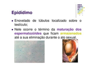 Epidídimo
 Enovelado de túbulos localizado sobre o
 testículo;
 Nele ocorre o término da maturação dos
 espermatozóides que ficam armazenados
 até a sua eliminação durante o ato sexual.
 