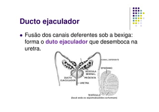 Ducto ejaculador
 Fusão dos canais deferentes sob a bexiga:
 forma o duto ejaculador que desemboca na
 uretra.
 