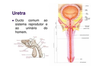 Uretra
 Ducto comum ao
 sistema reprodutor e
 ao     urinário   do
 homem.
 