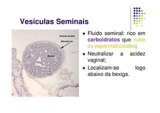 Vesículas Seminais
                 Fluido seminal: rico em
                 carboidratos que nutre
                 os espermatozóides;
                 Neutralizar a acidez
                 vaginal;
                 Localizam-se        logo
                 abaixo da bexiga.
 
