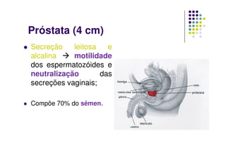Próstata (4 cm)
Secreção    leitosa   e
alcalina    motilidade
dos espermatozóides e
neutralização       das
secreções vaginais;

Compõe 70% do sêmen.
 